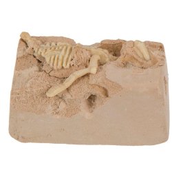 Dinosaur udgravnings st