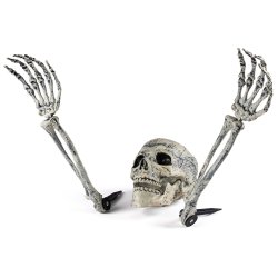 Skelethoved og knogler